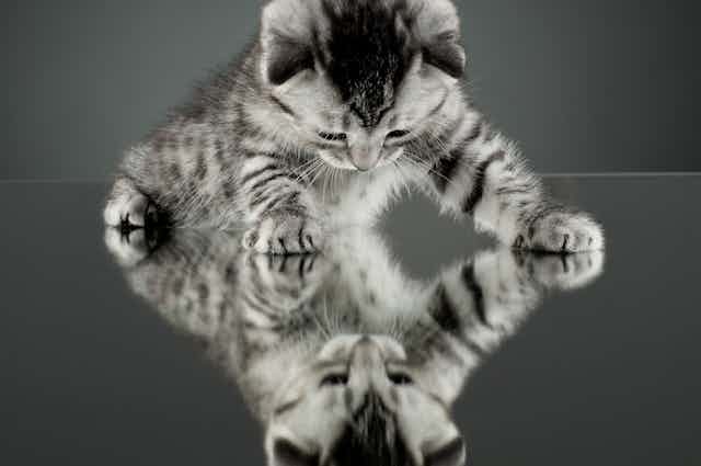 Grey kitten sits on a mirror gazing towards a reflection of itself