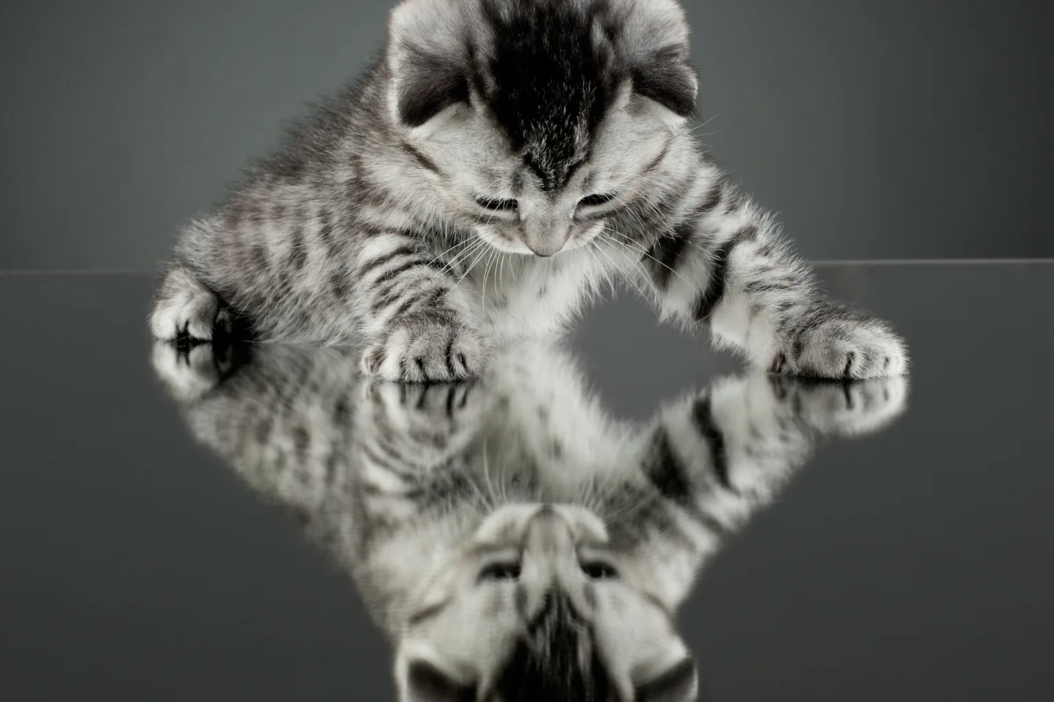 Animal Conscience Animal consciousness: why it’s time to rethink our human-centred approach