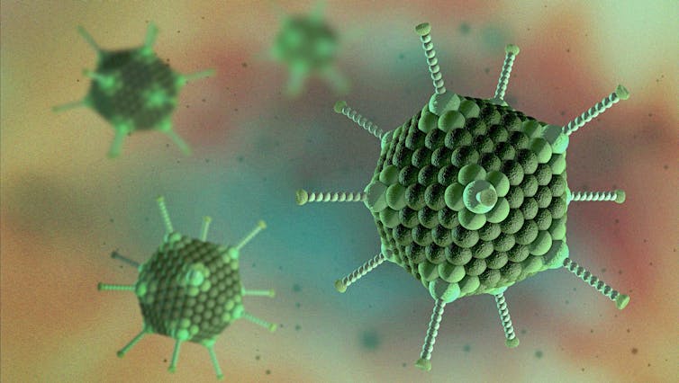 An illustration of an adenovirus.
