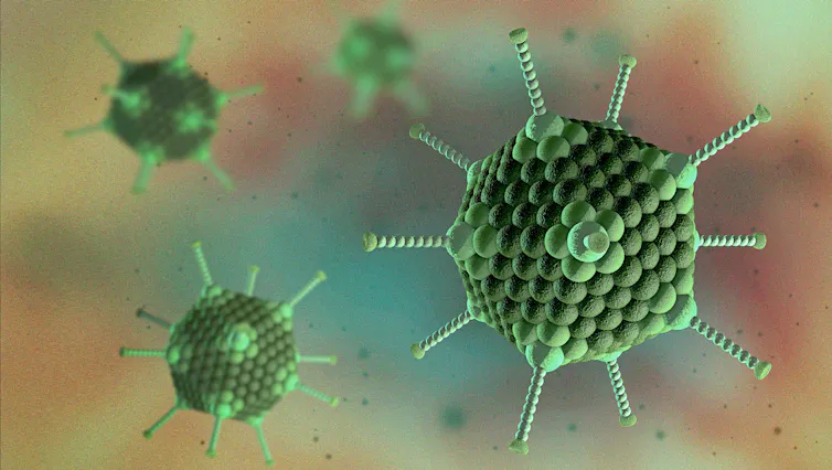 An illustration of an adenovirus.
