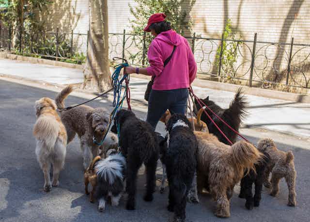 A person walks 11 dogs of assorted breeds and sizes.