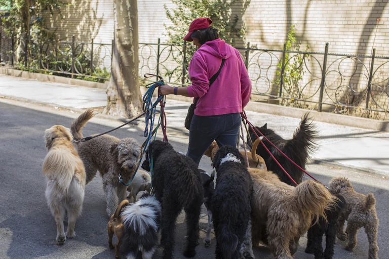 A person walks 11 dogs of assorted breeds and sizes.
