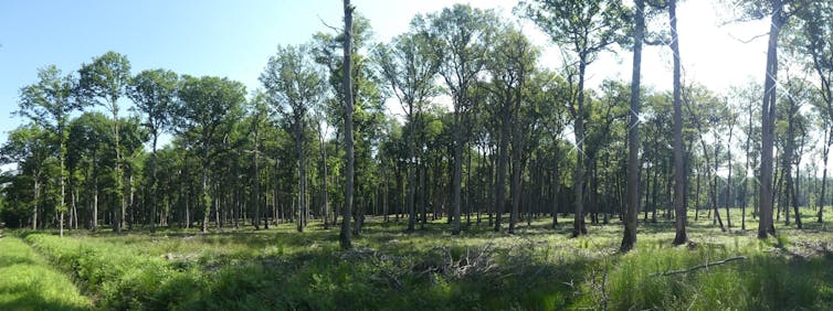 Parcelle forestière en cours de renouvellement, vue depuis un champ