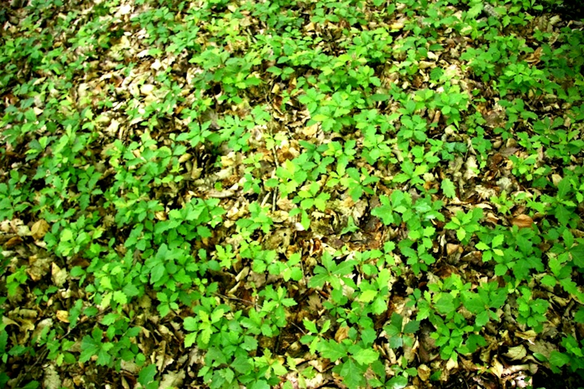 Gros plan sur des dizaines de très jeunes chênes (semis naturel)