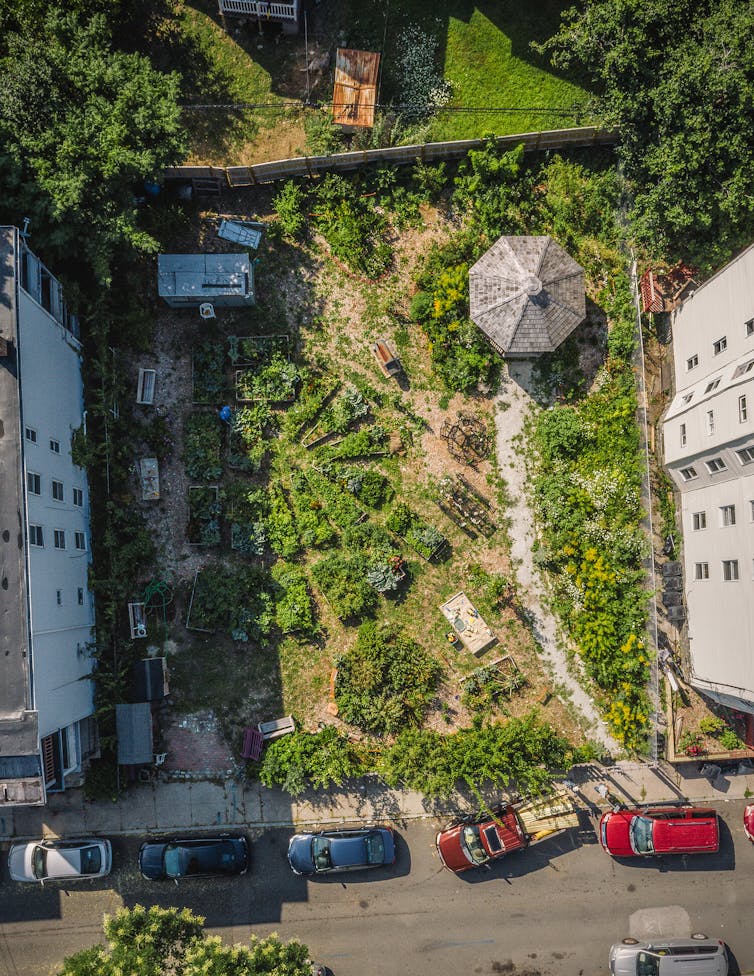 Aerial view of a city lot planted with fruit trees, vines and raised flower beds.