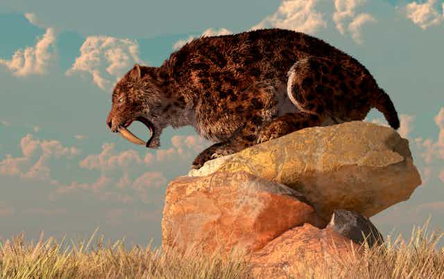 artist's version of a sabertooth crouches on a rock, snarling