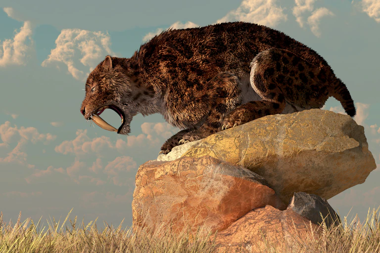 artist's version of a sabertooth crouches on a rock, snarling