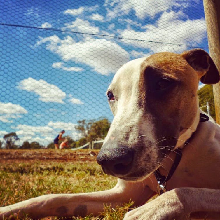 A white whippet with a brown splotch over his eye is lying down in the grass with a blue sky with puffy clouds in the background. He's staring off into the distance.