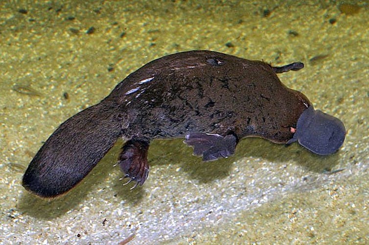 A top down image of a platypus swimming.