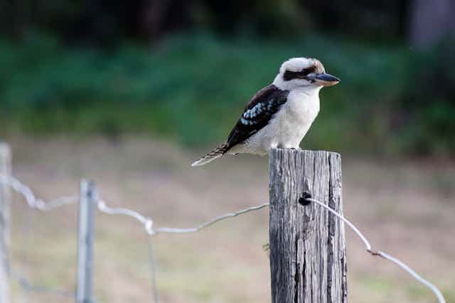 Kookaburra