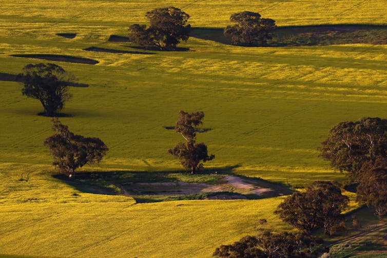 Canola western victoria