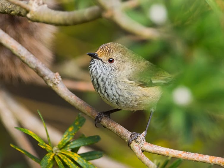 brown thornbill