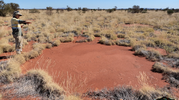 Colega Peter Kendrick por um pavimento de cupins na região de Nyiyaparli, na Austrália Ocidental. O pavimento plano e nu é cercado por pastagens spinifex não queimadas e sua superfície dura cobre os cupins subterrâneos. Foto de Fiona Walsh