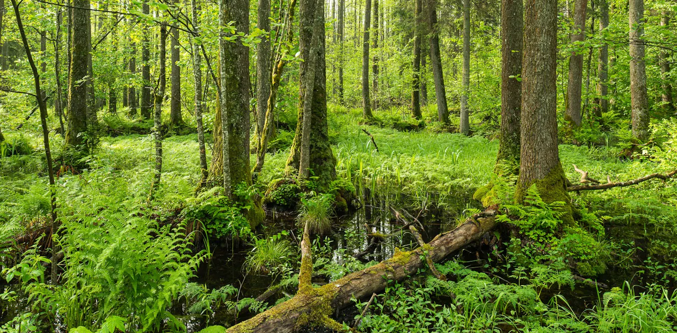 Recréer une forêt primaire en Europe de l’Ouest, un rêve fou qui questionne les politiques publiques Recréer une forêt primaire en Europe de l’Ouest, un rêve fou qui questionne les politiques publiques