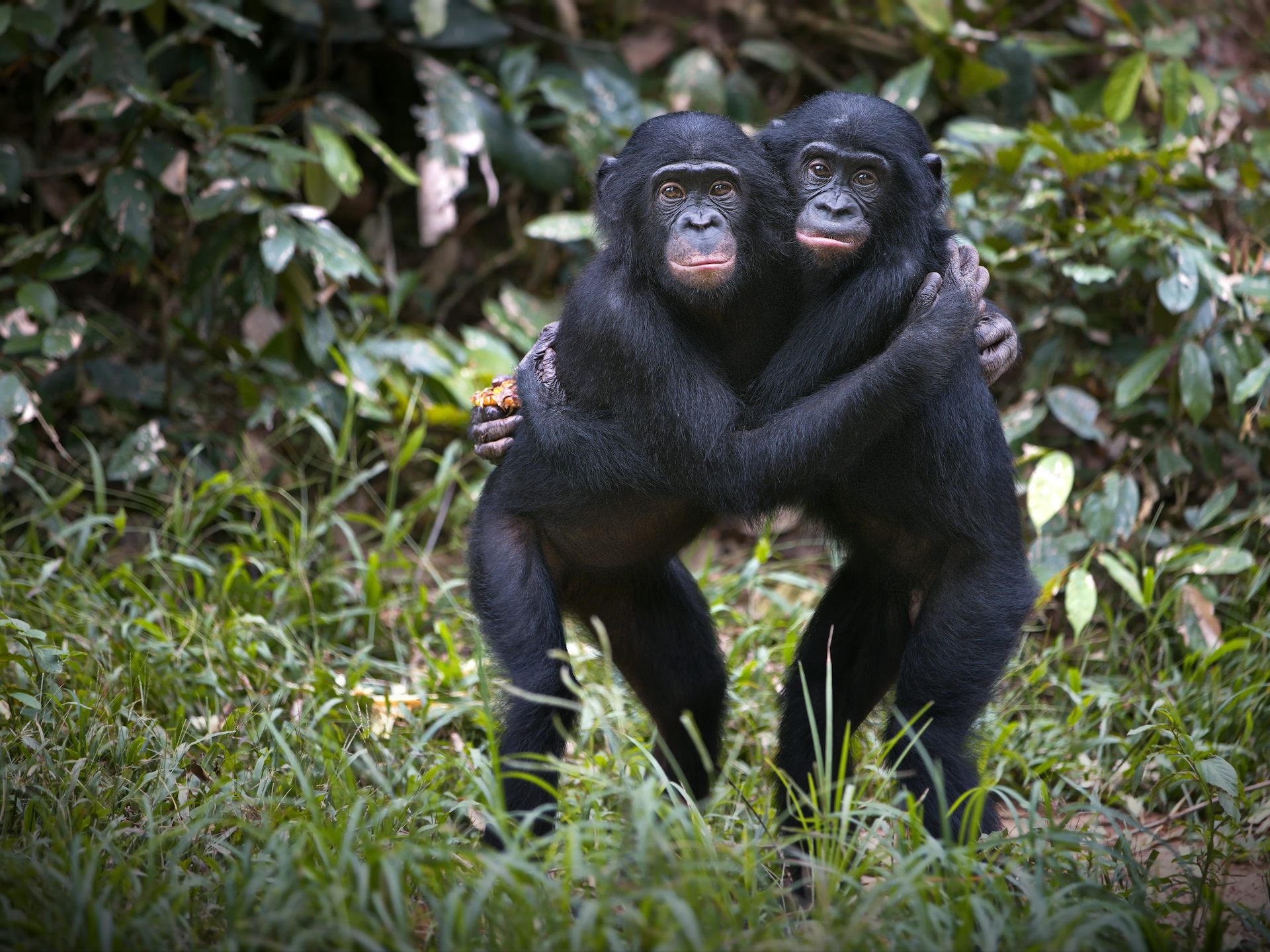 Two bonobo chimpanzees hugging in the wilderness