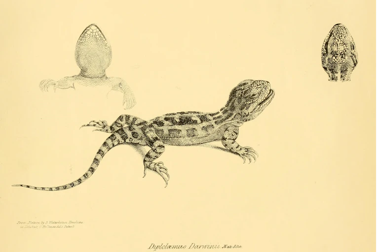 Imagen de un reptil.