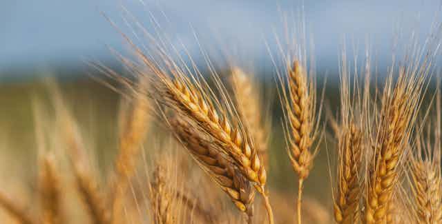 Sheafs of wheat seen in a field.