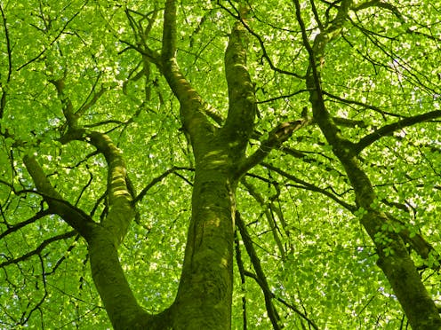 steeped in the arboreal sublime, Thomas Hardy's The Woodlanders carries a startling urgency