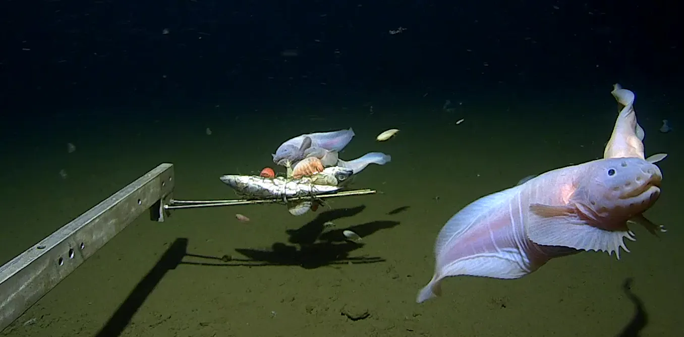 Deep Sea Plot Monsters or masters of the deep sea? Why the deepest of deep-sea fish ...