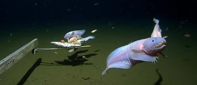 Camera image of the snailfish swimming and feeding at 7500-8200m in the Izu-Ogasawara Trench.