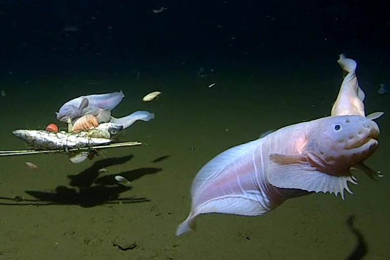 Camera image of the snailfish swimming and feeding at 7500-8200m in the Izu-Ogasawara Trench.
