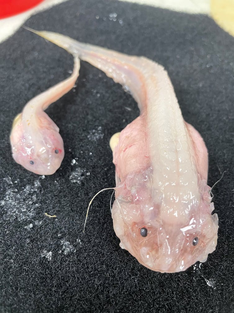 Two deep-sea snailfish specimens, like pink tadpoles, resting on a dark grey background