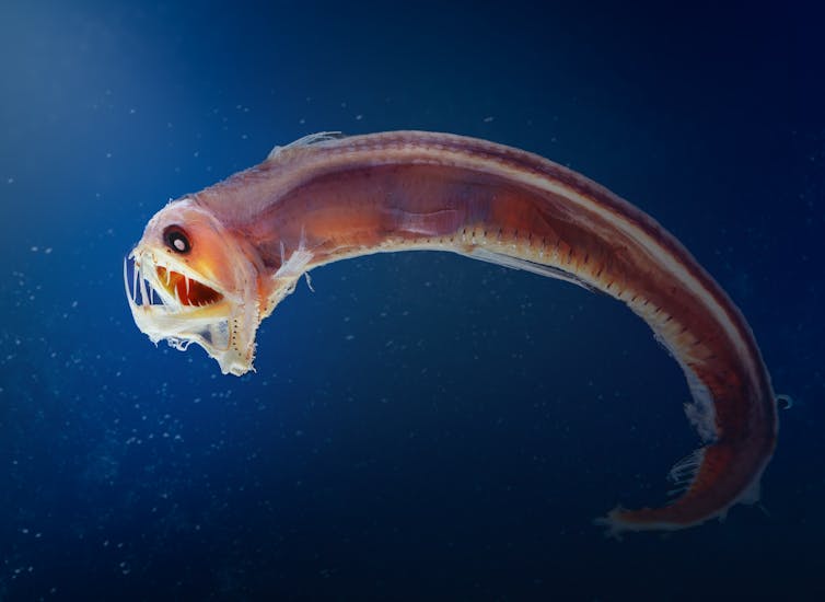 Side profile of the deep ocean Sloane viperfish (Chauliodus sloani)