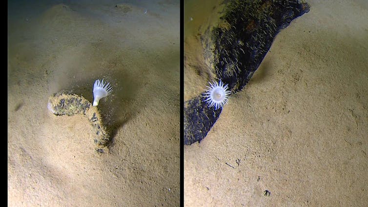 Two deep-sea images of the white anemone that resembles delicate and beautiful flowers swaying in the wind