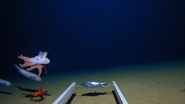 A still image from deep sea video footage showing an octopus, snailfish and a prawn PLEASE CHECK approaching the fish food lure