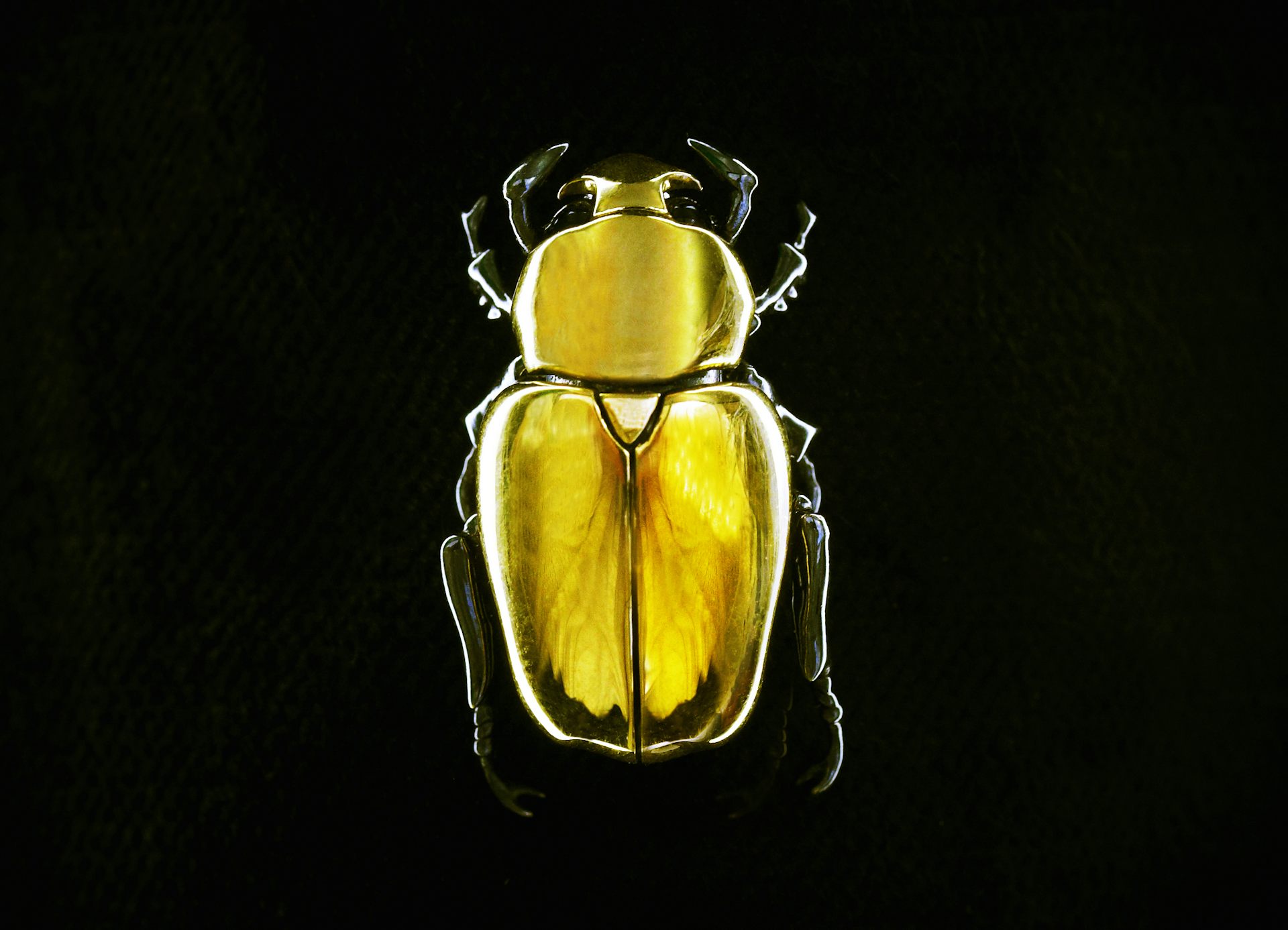 Alexander mcqueen discount beetle brooch