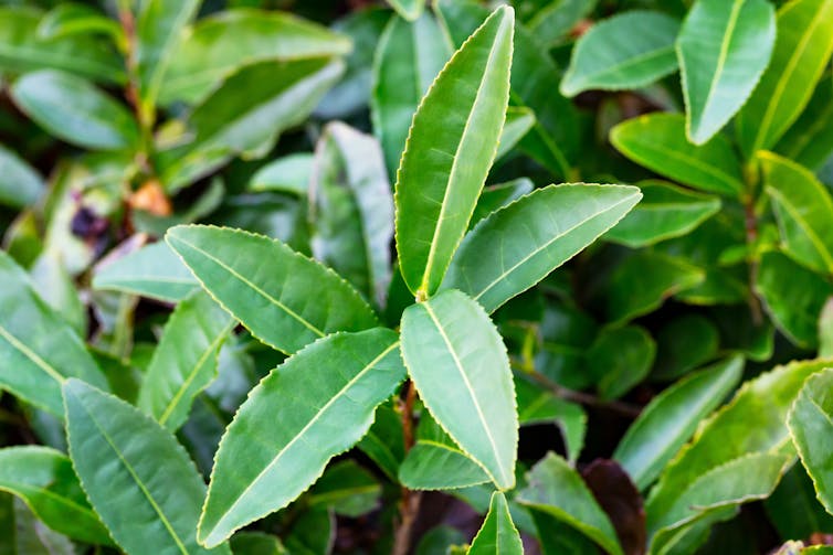 The leaves of the Camellia sinensis (green tea) plant.
