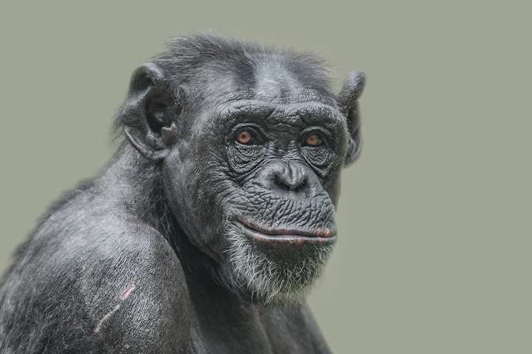 Chimpanzee looks directly at the camera