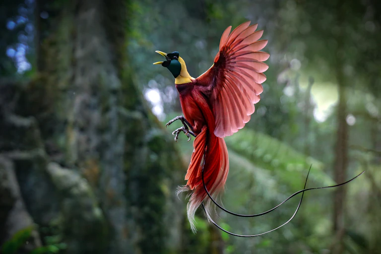 Bird of paradise