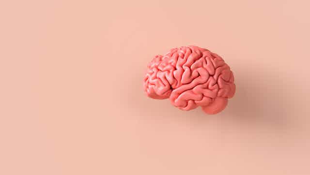 A human brain