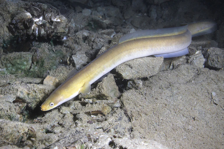 poisson sous l'eau