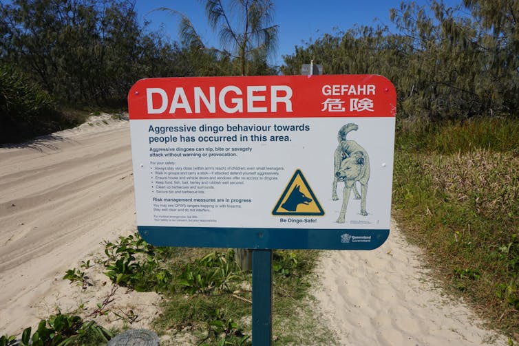 A sign that outlines the danger from dingoes and shows steps people can take to exercise caution