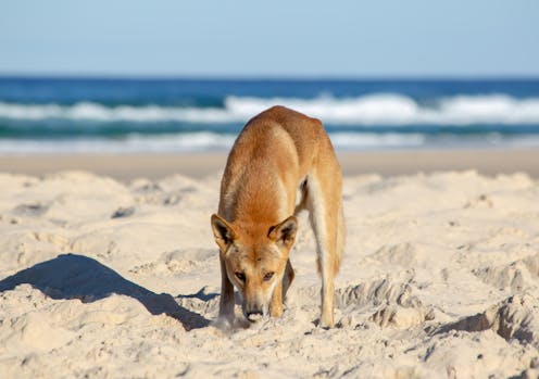Dingo attacks are rare – but here's what you need to know about dingo safety