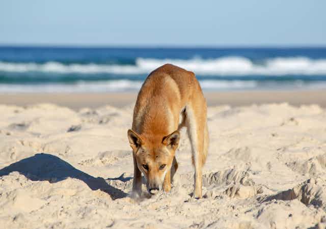 A rusty coloured dog with pointy features on a sandy beach