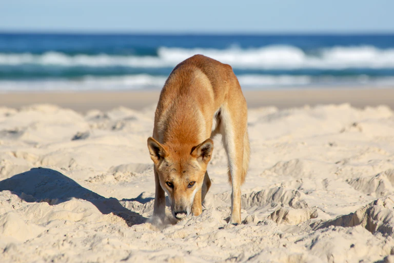 A rusty coloured dog with pointy features on a sandy beach
