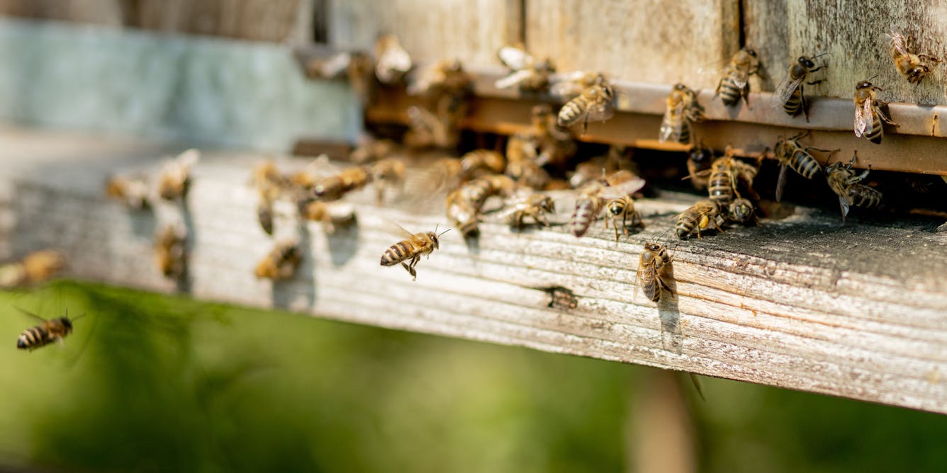 Home - Australian Honey Bee Industry Council