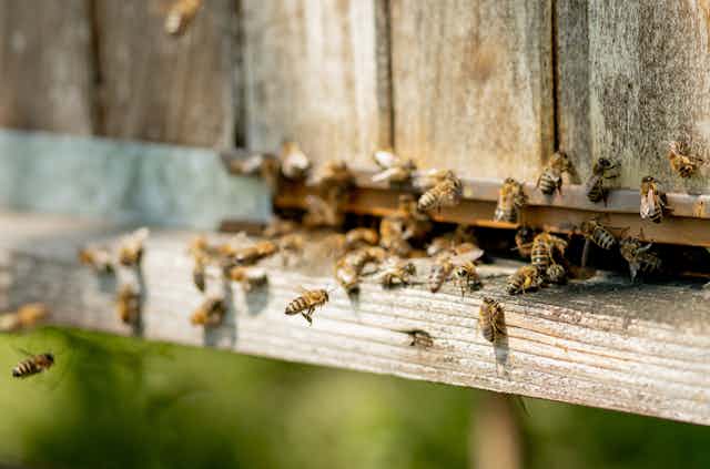 Bees flying around a gap in a wooden structure