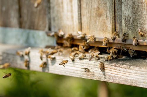 Help, bees have colonised the walls of my house! Why are they there and what should I do?