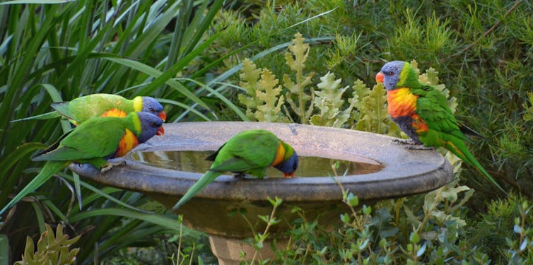 rainbow lorikeets