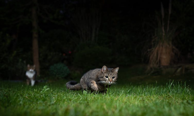 cat hunting night