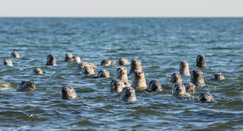 A group of grey seals peeking out from the water and curiously look the visitors.