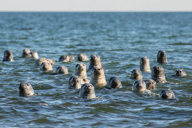 A group of grey seals peeking out from the water and curiously look the visitors.