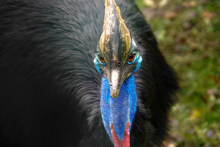 A close-up of a cassowary's face, looking at the camera, with its black body in the background