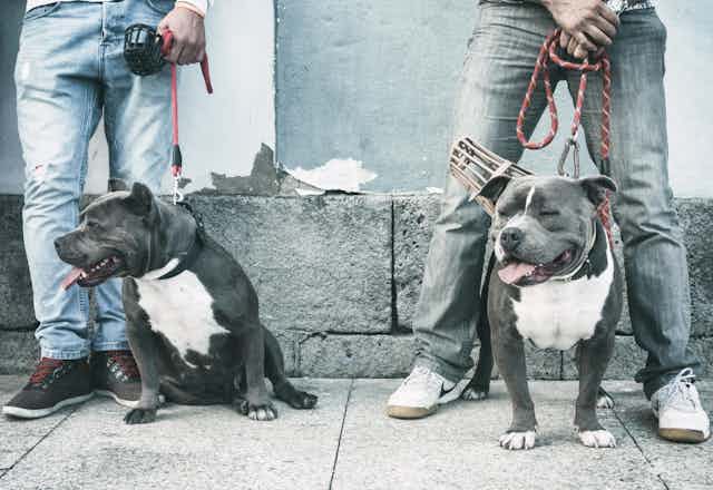 Two men seen from the waist down holding on to an American pitbull dog each.