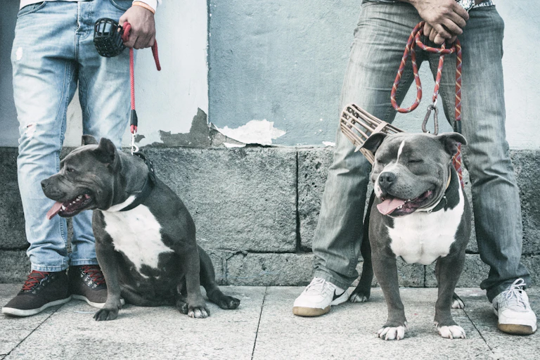 Two men seen from the waist down holding on to an American pitbull dog each.