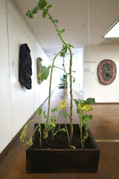 A box suspended from the ceiling contains soil and plants.